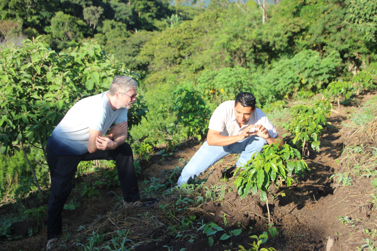 Plantation de café en altitude liée à l histoire de Café Quilate