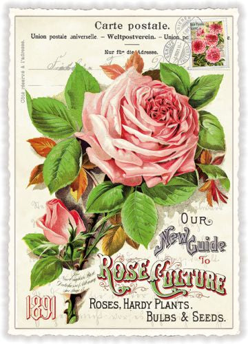 Carte postale Rose de jardin - ACTE TRE