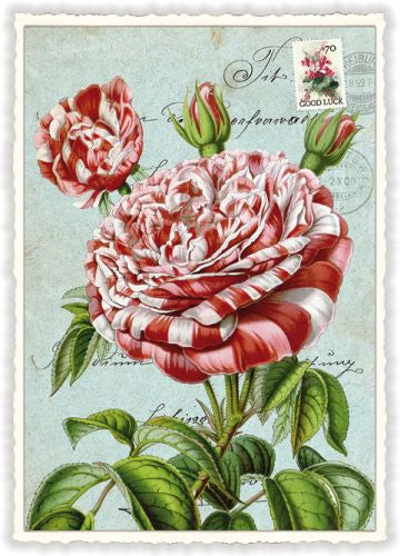 Carte postale rose rouge et blanche - ACTE TRE